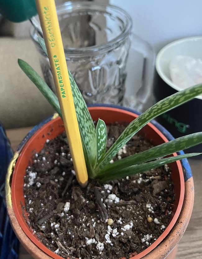 The aloe plant is now larger, with 6 thicker leaves standing out of the dirt, in a slightly larger pot than the original photo. A pencil is stuck into the ground next to it for scale, the longest leaves are probably around 5 inches tall.