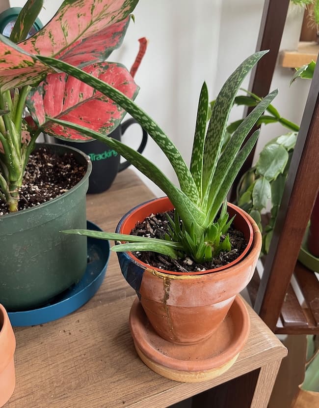 The aloe is in the same pot, but the leaves are larger, taller, and thicker, and clearly a bright healthy green. At the base, there are dozens of tiny green leaf tips poking up out of the ground all around it.