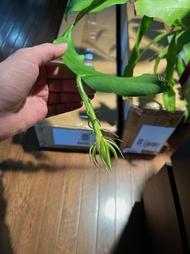 The weird oval on the side of a leaf has grown to be a few inches long. It tapers at the end and has some soft green spikes or strands that stick out a round the end.