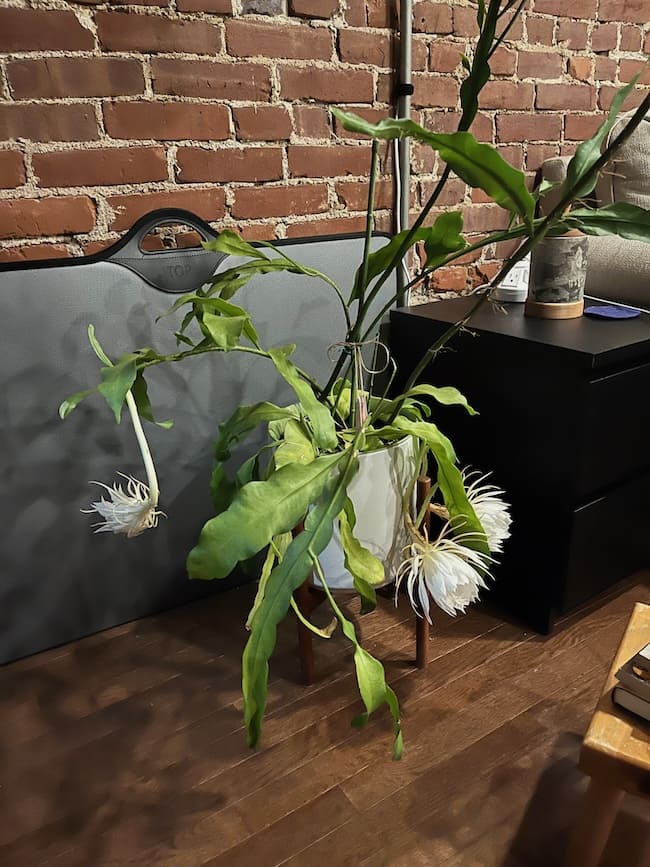 Another shot of the full plant, this time the three buds are partially open, showing that each flower is composed of many thing white petals.